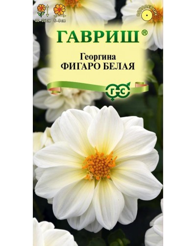 ГЕОРГИНА ФИГАРО БЕЛАЯ 7шт/10