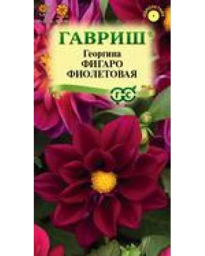 ГЕОРГИНА ФИГАРО ФИОЛЕТОВАЯ 7шт/10 ГЕОРГИНА ФИГАРО ФИОЛЕТОВАЯ 7шт/10