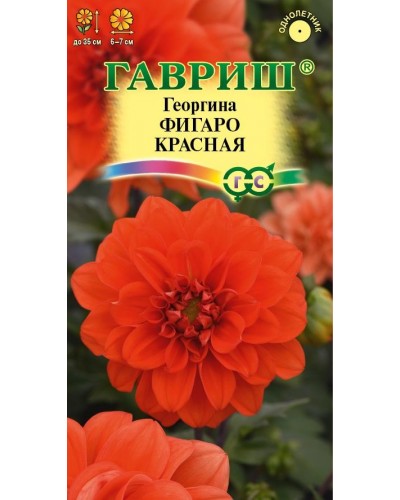 ГЕОРГИНА ФИГАРО КРАСНАЯ 7шт/10